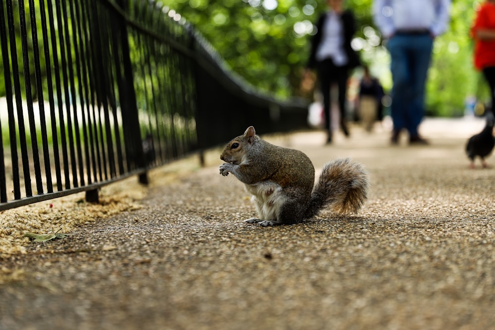 brown squirrel near metal rails and peoples