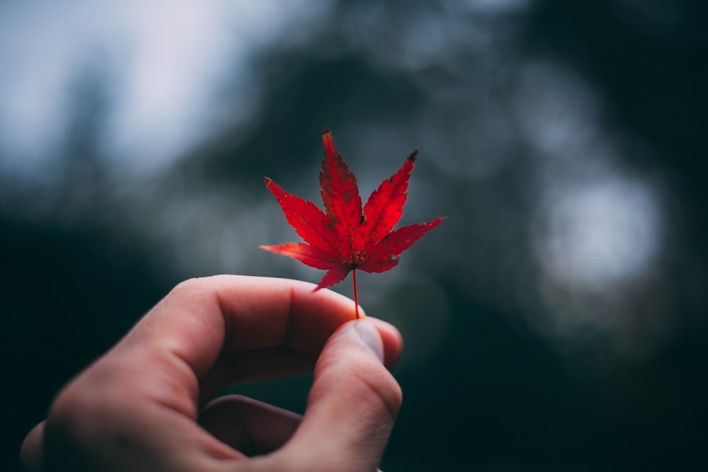 selective focus photography of red maple leaf