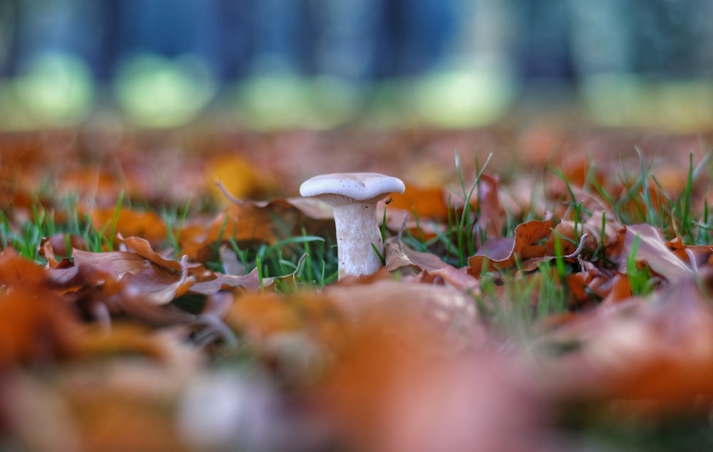fotografia de foco seletivo de cogumelos