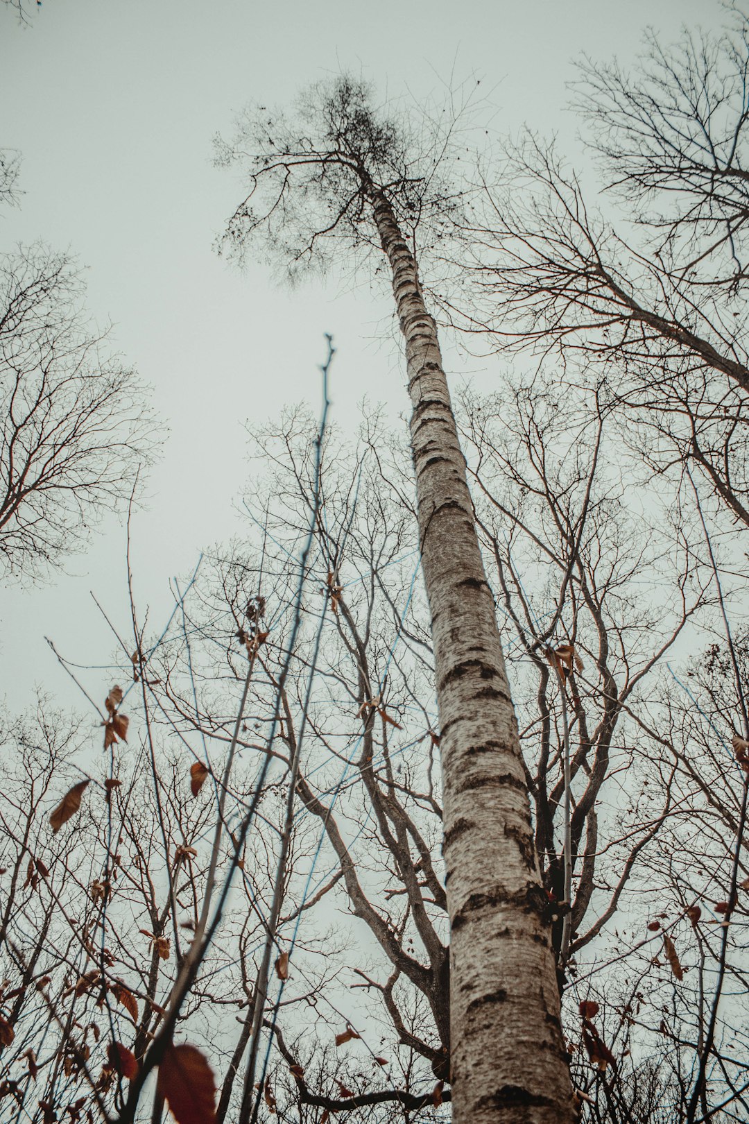 tall trees by bare trees under white skies