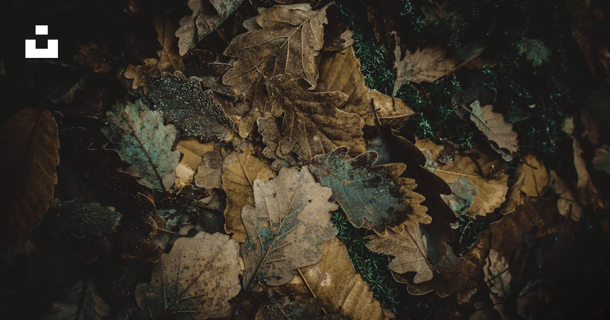 Leaves Stack Stack of assorted leaves photo photo – Free Pattern Image on Unsplash