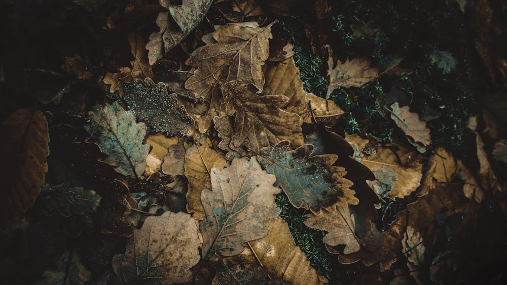 stack of assorted leaves photo