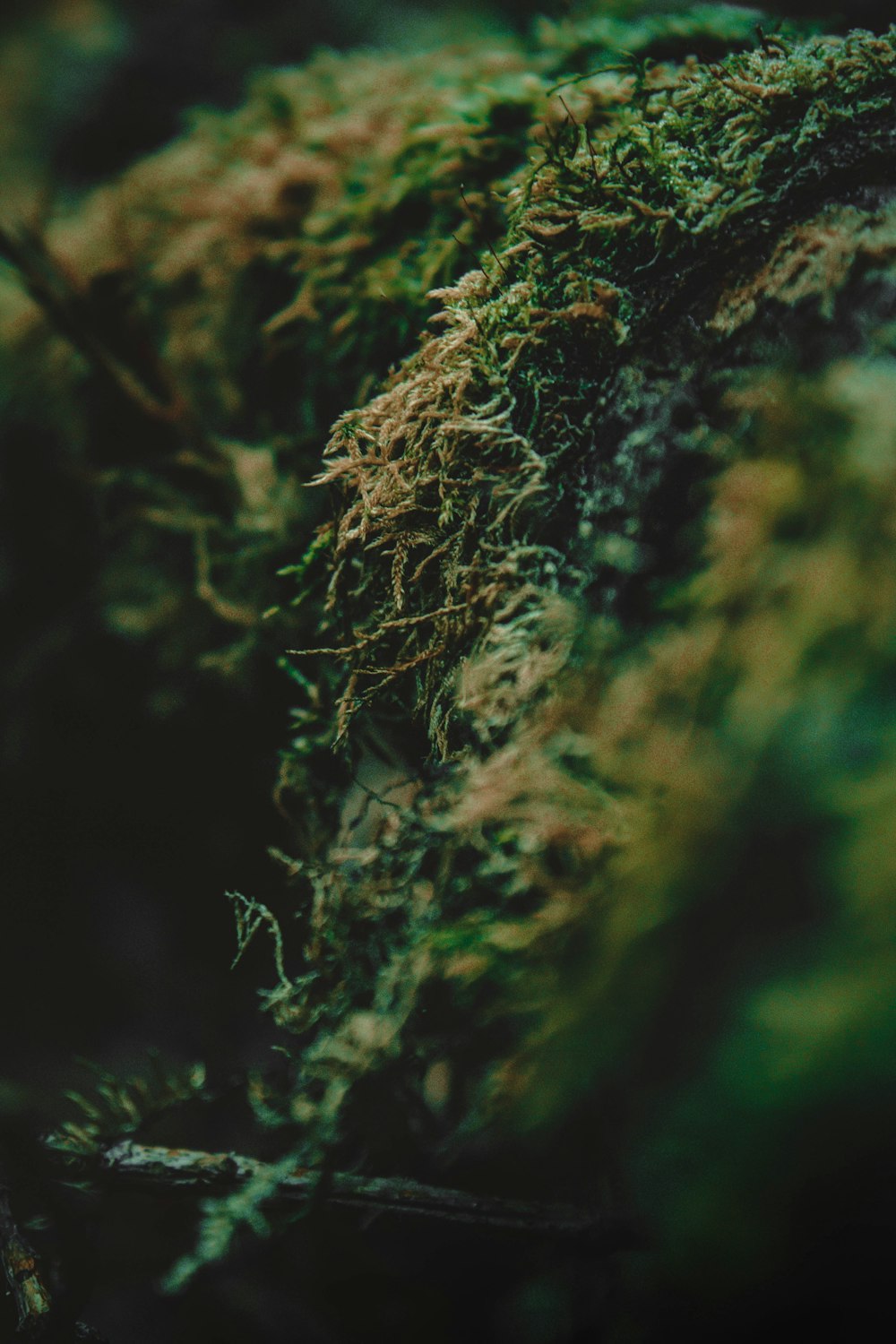 selective focus photography of green moss