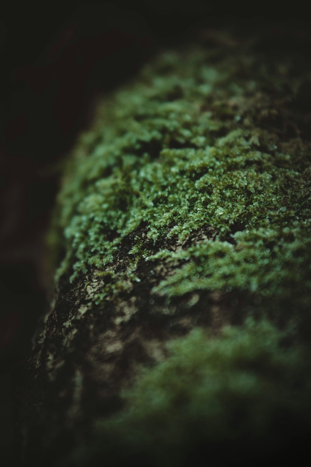 green and brown stone fragment