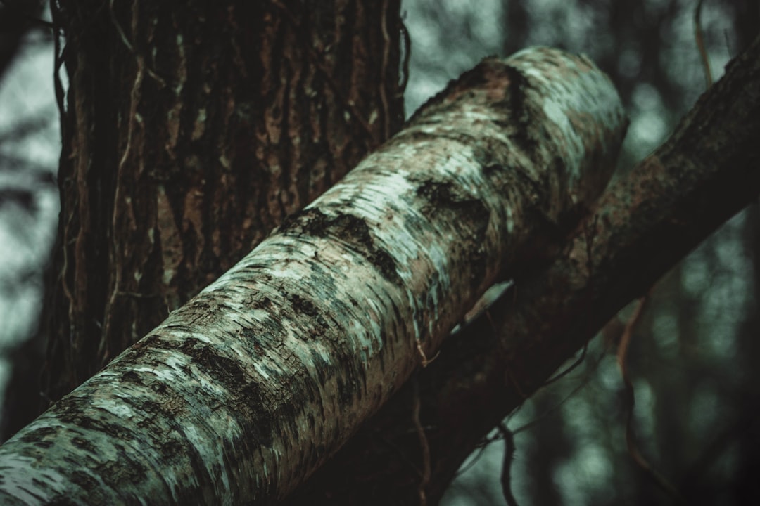 brown and black leopard print textile