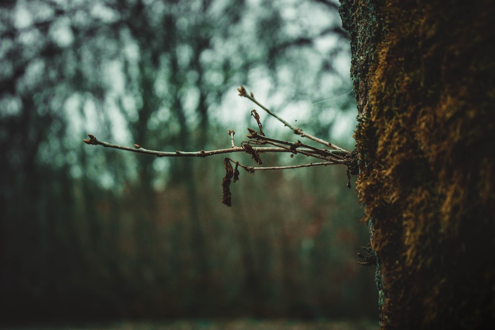 selective focus photography of branch