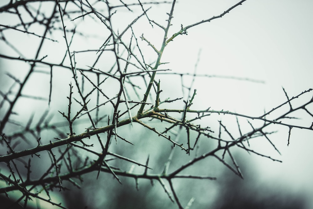 selective focus photography of thorny branches