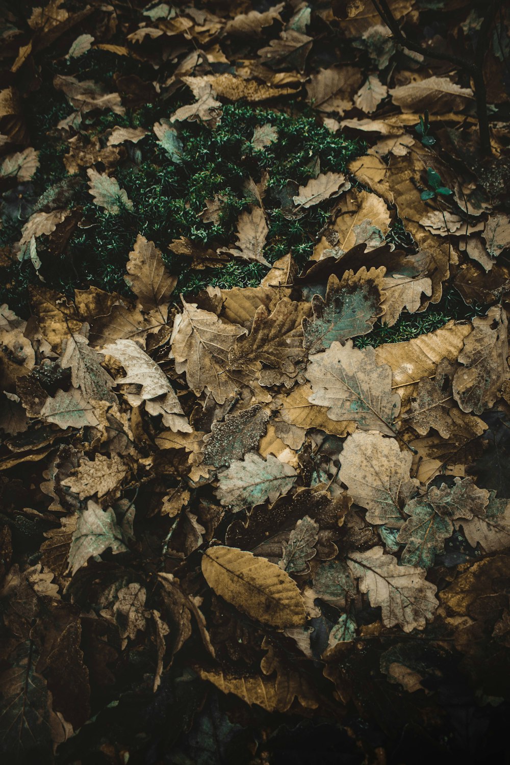 feuilles brunes et vertes