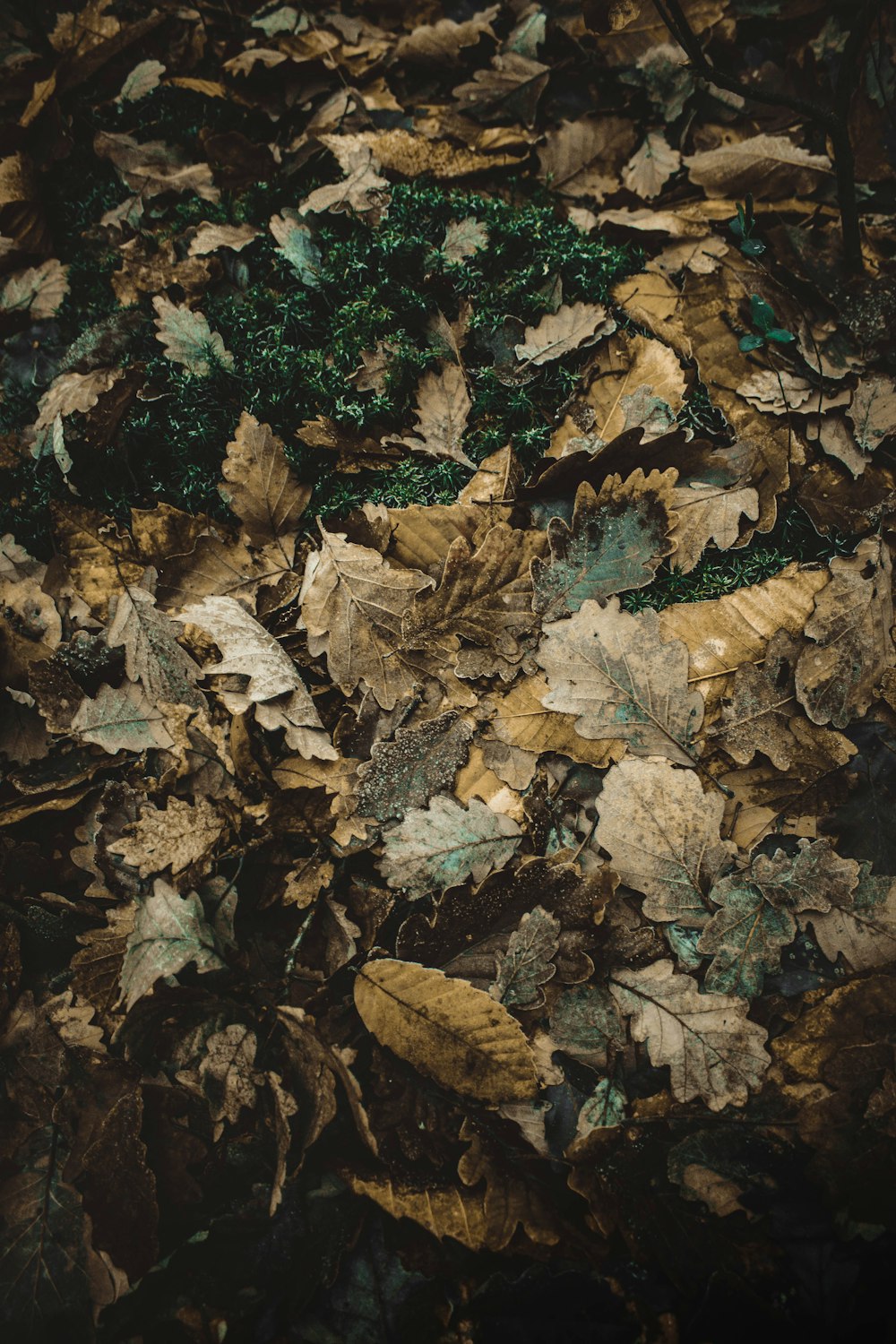foglie marroni e verdi