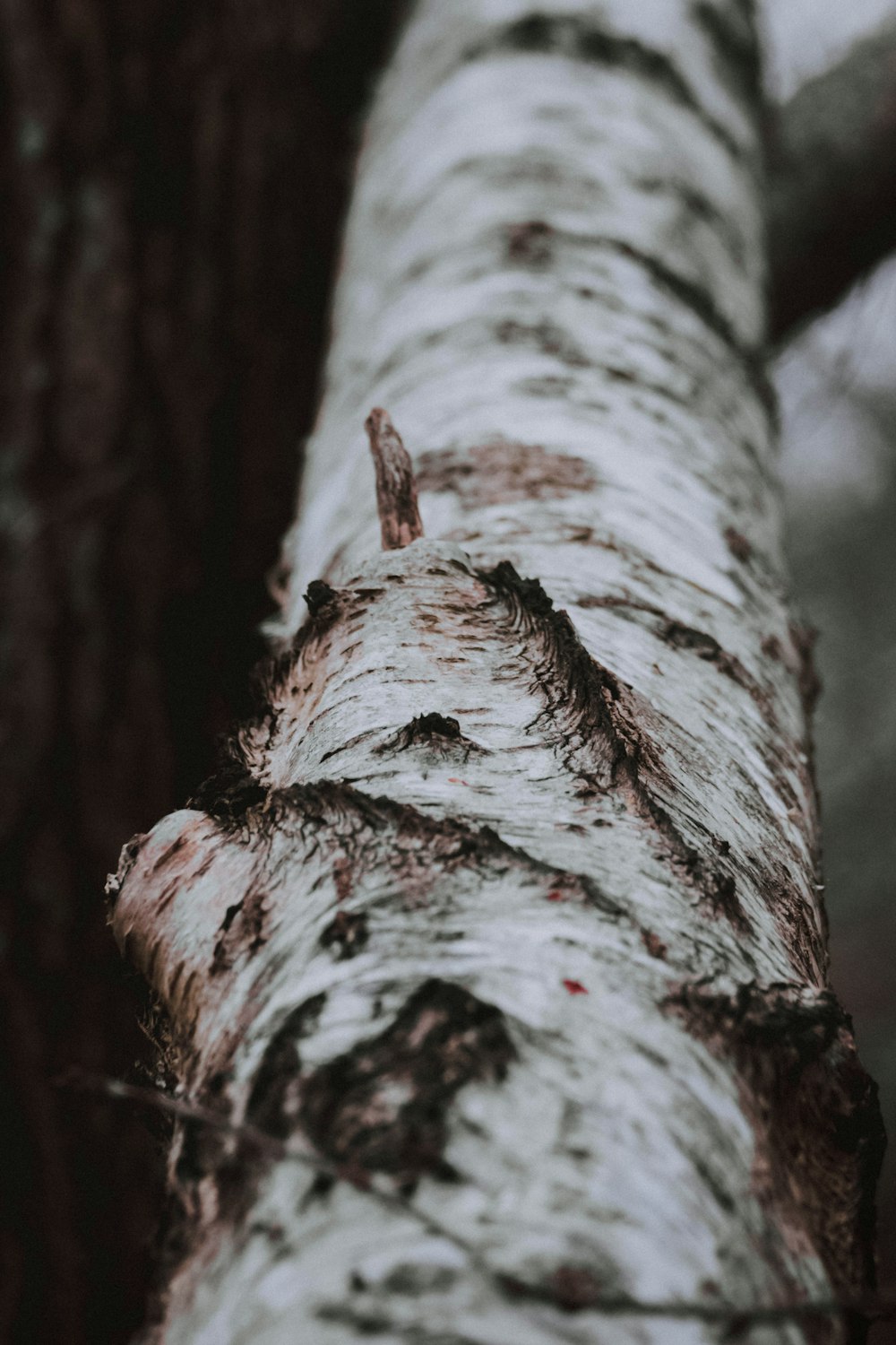 selective focus photography of tree trunk