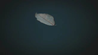 A small, delicate black and white photo of a single leaf floating on water, with soft shadows and high contrast.