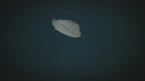 A small, delicate black and white photo of a single leaf floating on water, with soft shadows and high contrast.