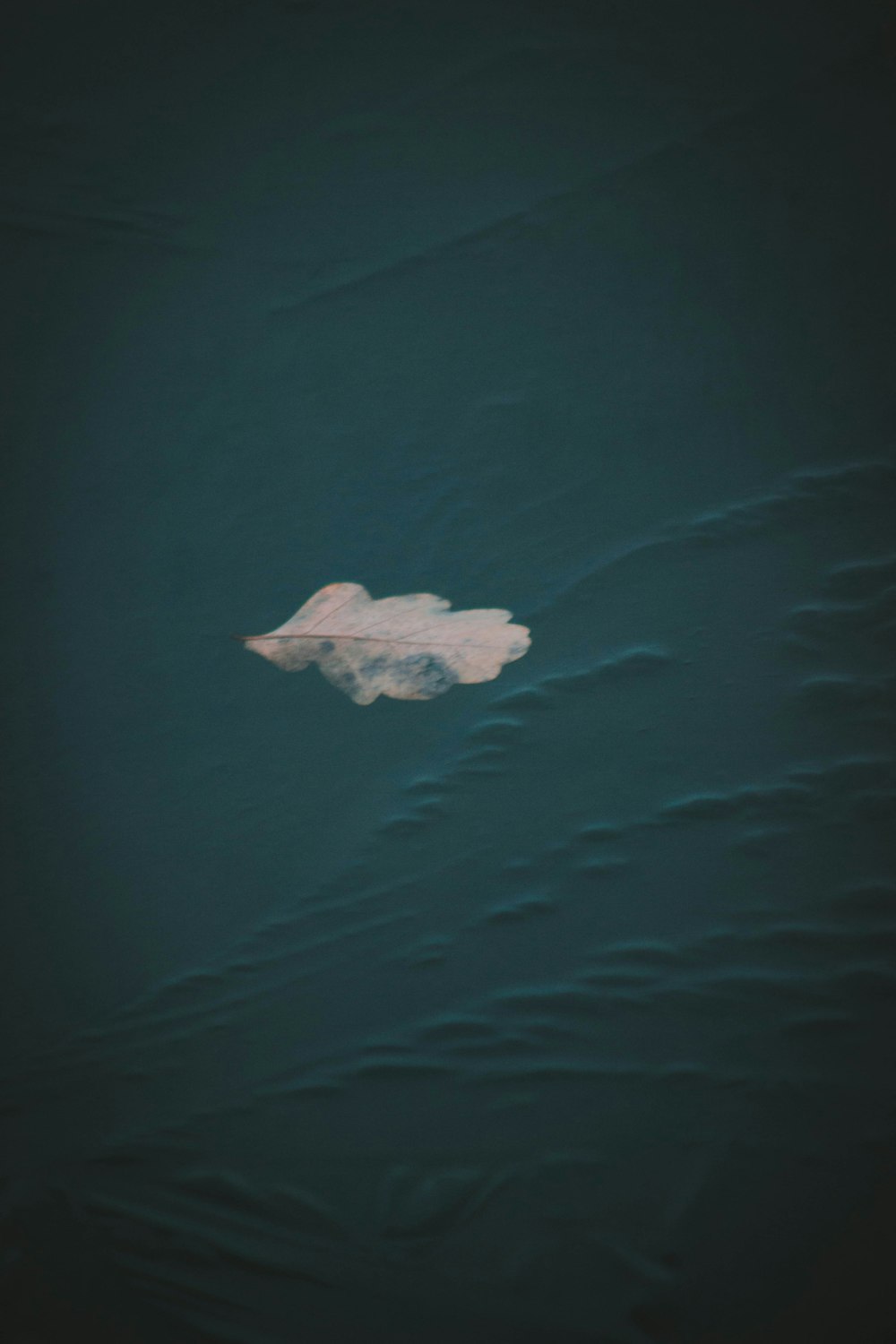 brown withered leaf on blue surface