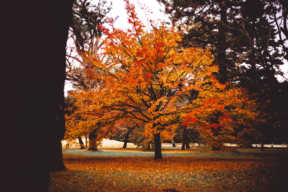 orange-leafed tree