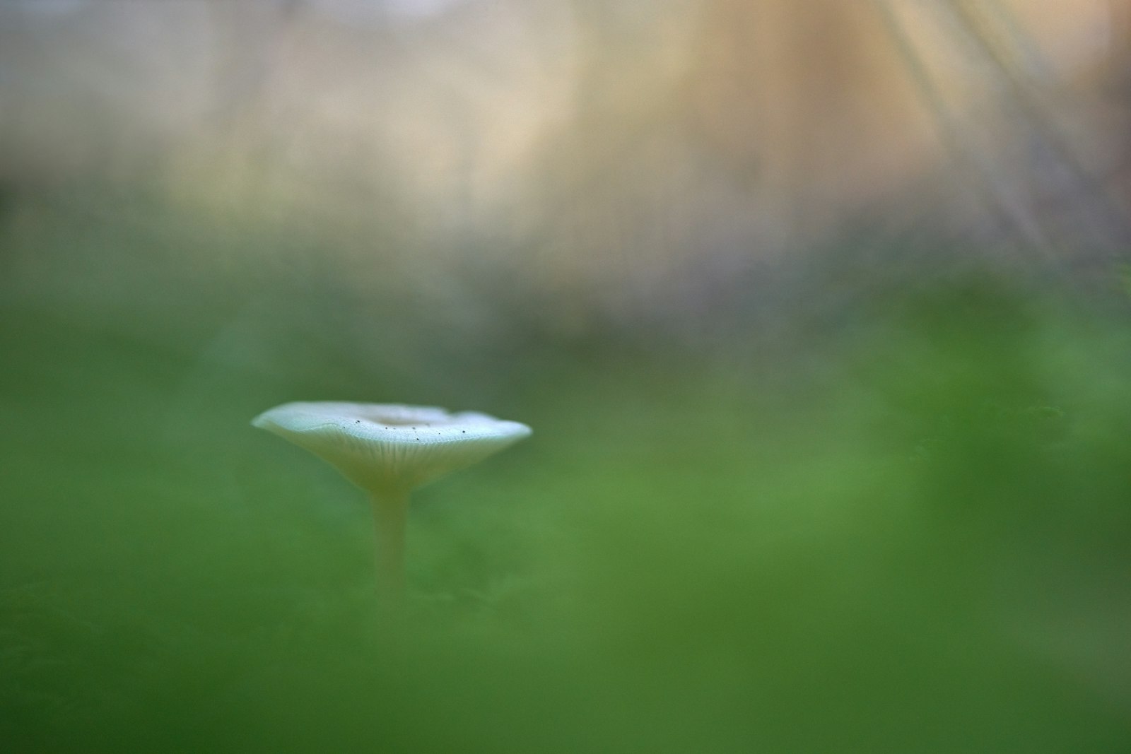 Sony a7 II + Sony FE 90mm F2.8 Macro G OSS sample photo. White-petaled flower photography