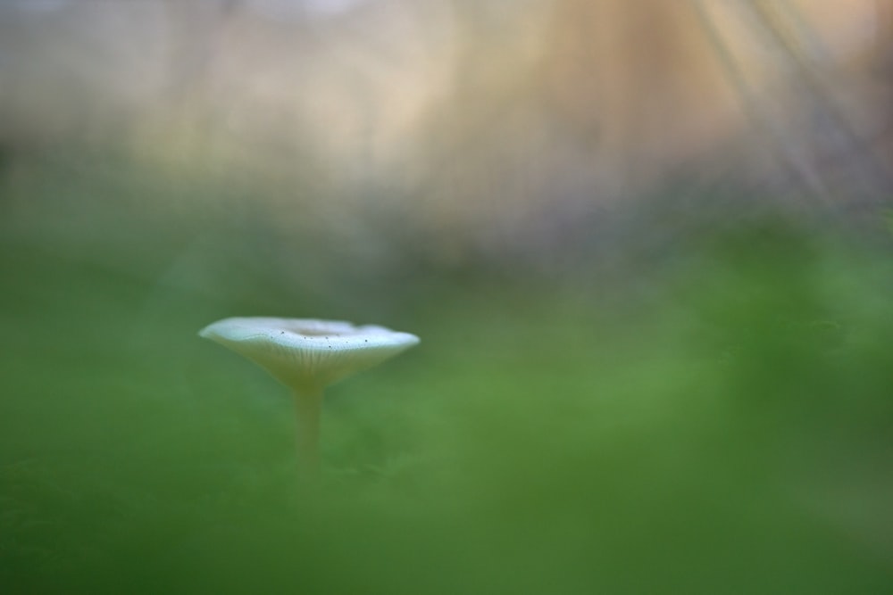 fleur à pétales blancs