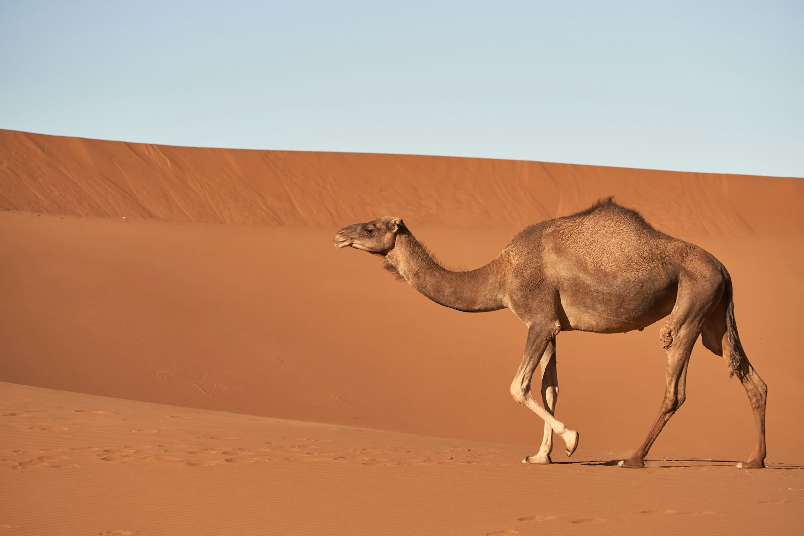 Sony FE 70-300mm F4.5-5.6 G OSS sample photo. Brown camel walking on photography