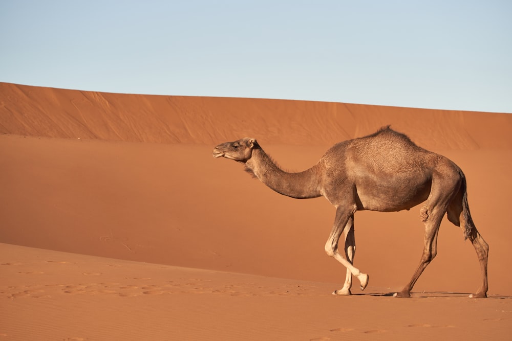 Cammello marrone che cammina nel deserto