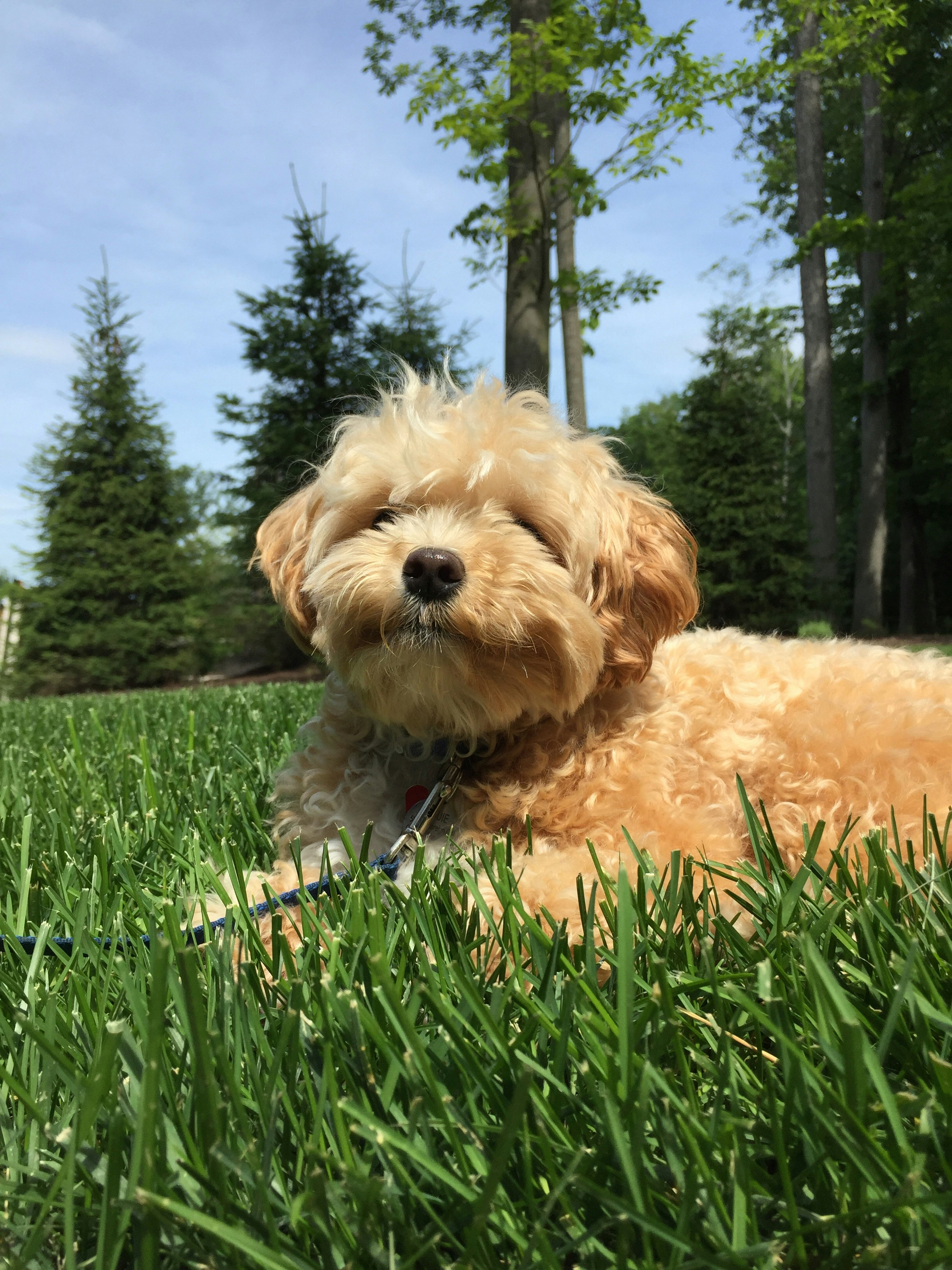 Premium Dog Wellness Essentials