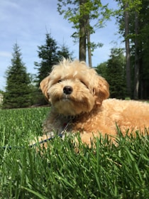 A cheerful dog playing in a clean, green yard under a clear blue sky.