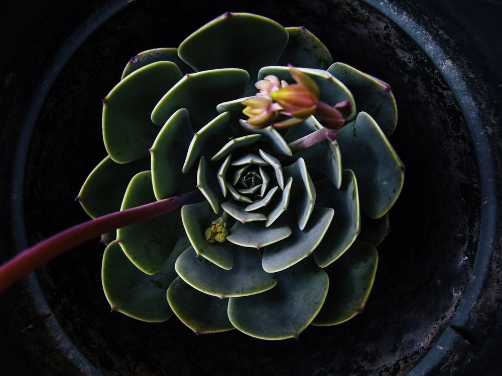 yellow and red flowering succulent in pot