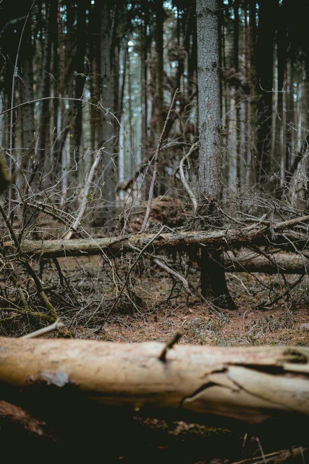 Árvores nuas na floresta