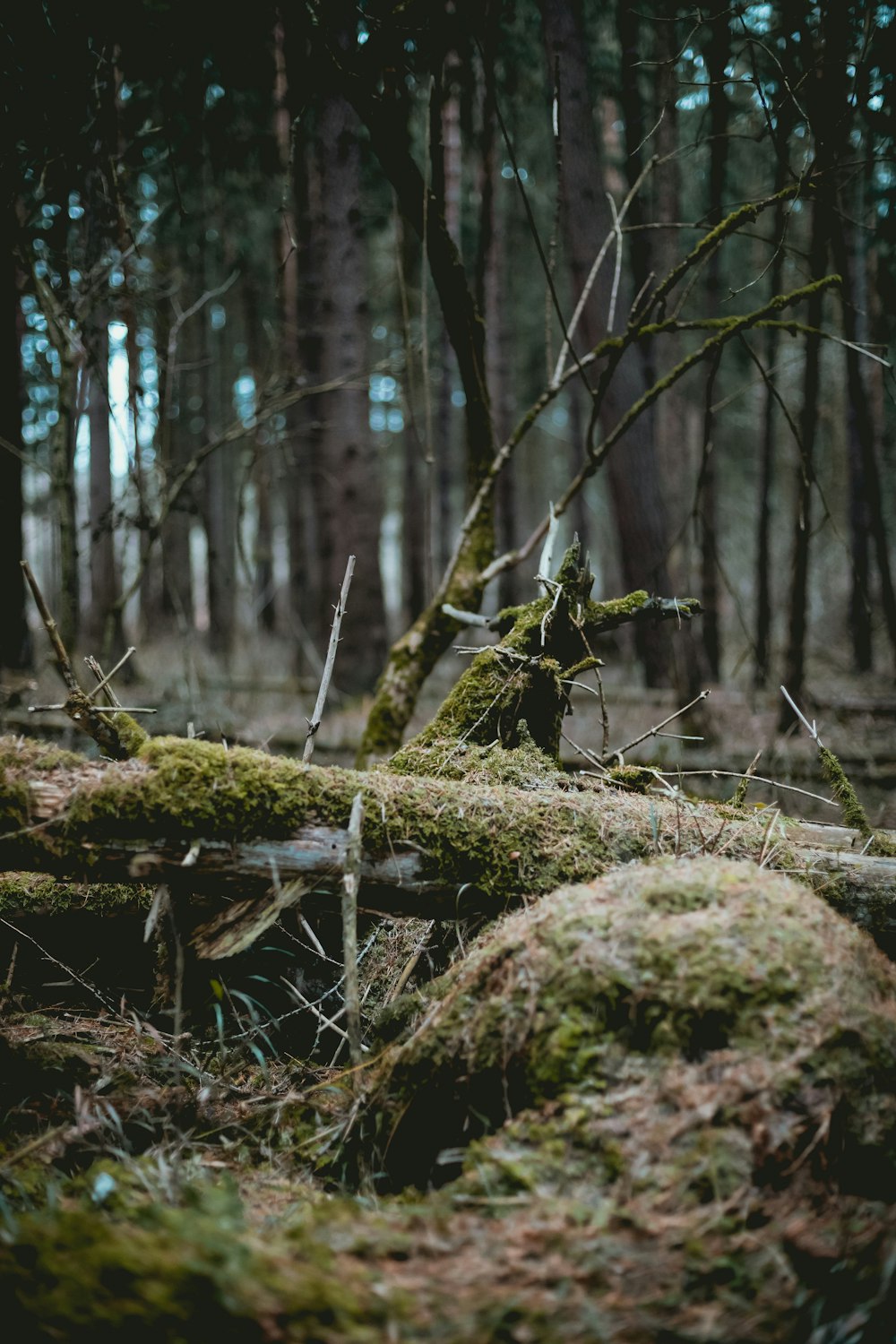 green moss on dried trees