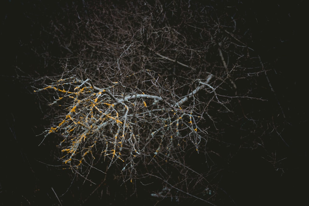 夜間の裸木