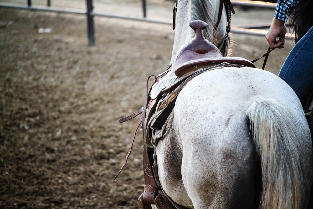 fotografia di primo piano del cavallo grigio