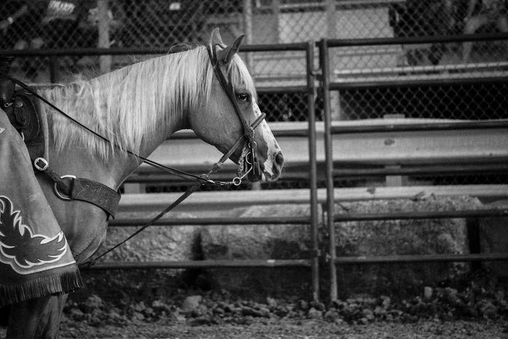 cavalo com sela perto da cerca