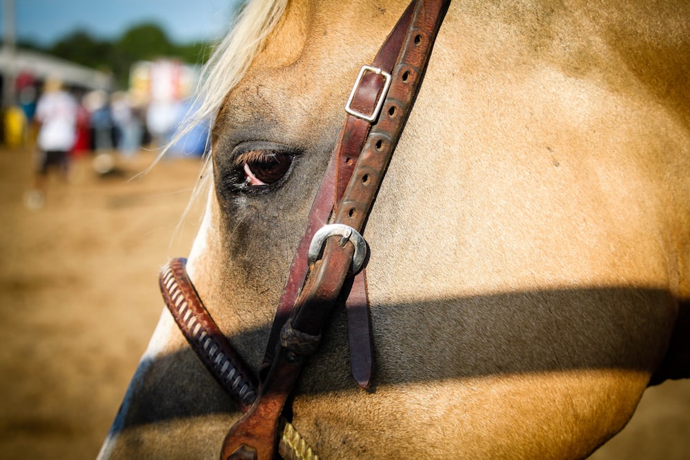 brown horse in close-up photo