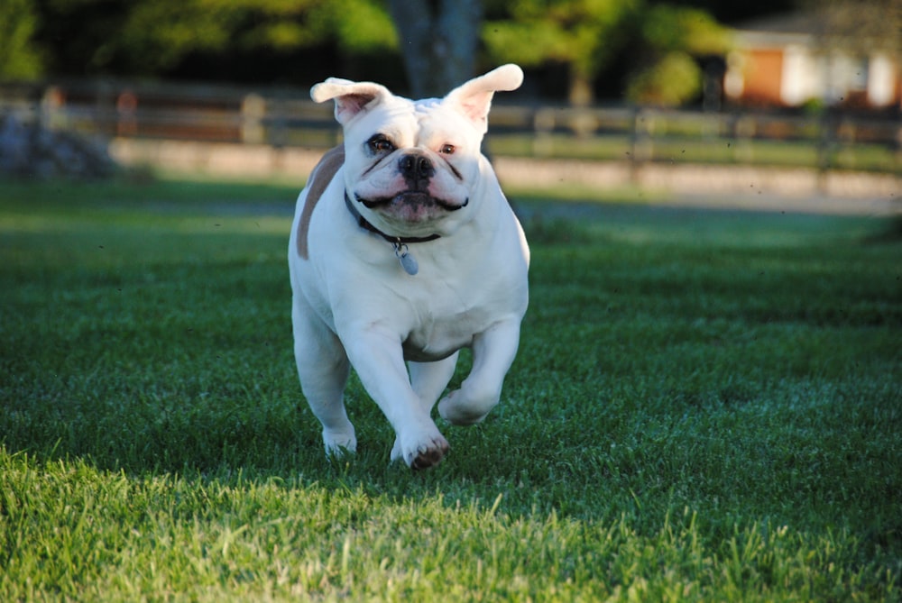 cachorro de bulldog americano blanco y marrón caminando en el campo de hierba