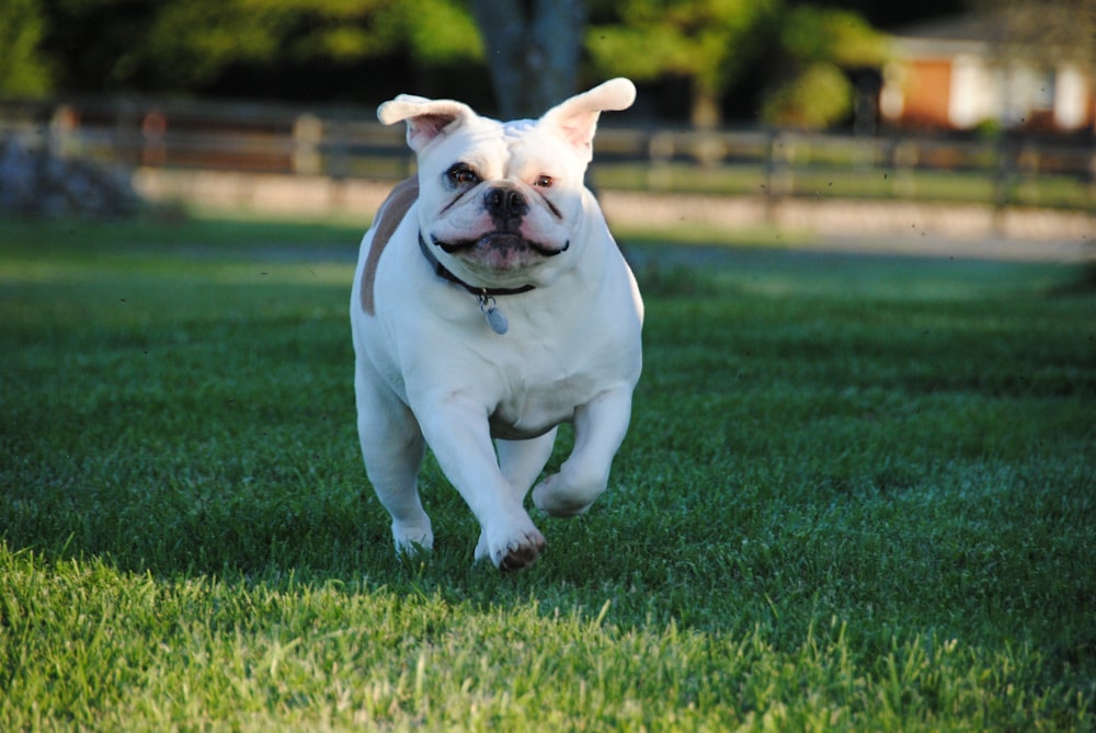 white and brown American bulldog puppy walking on grass field