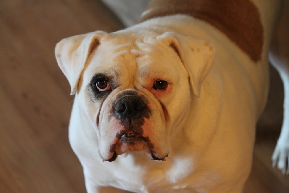 perro blanco de pelo corto parado sobre una superficie marrón