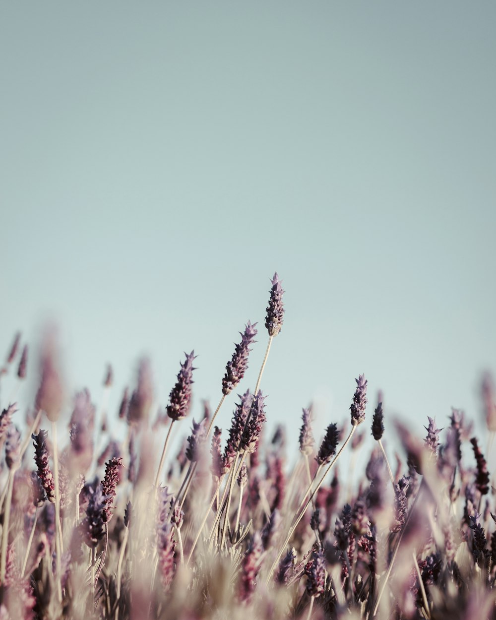 purple petaled flower field at daytime