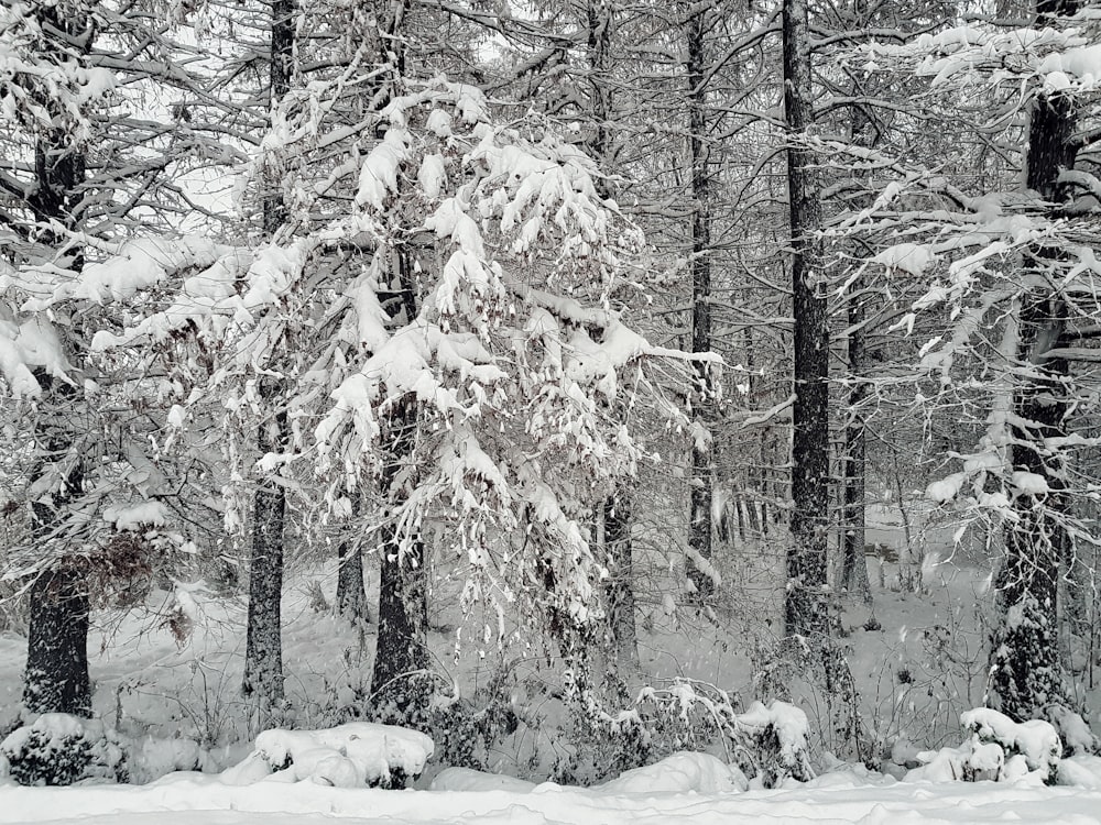 snow covered trees during winter seaon