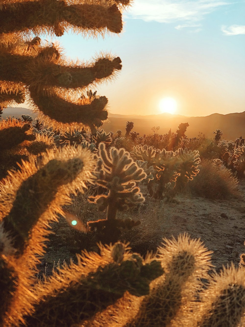 Cactus verdes durante la hora dorada
