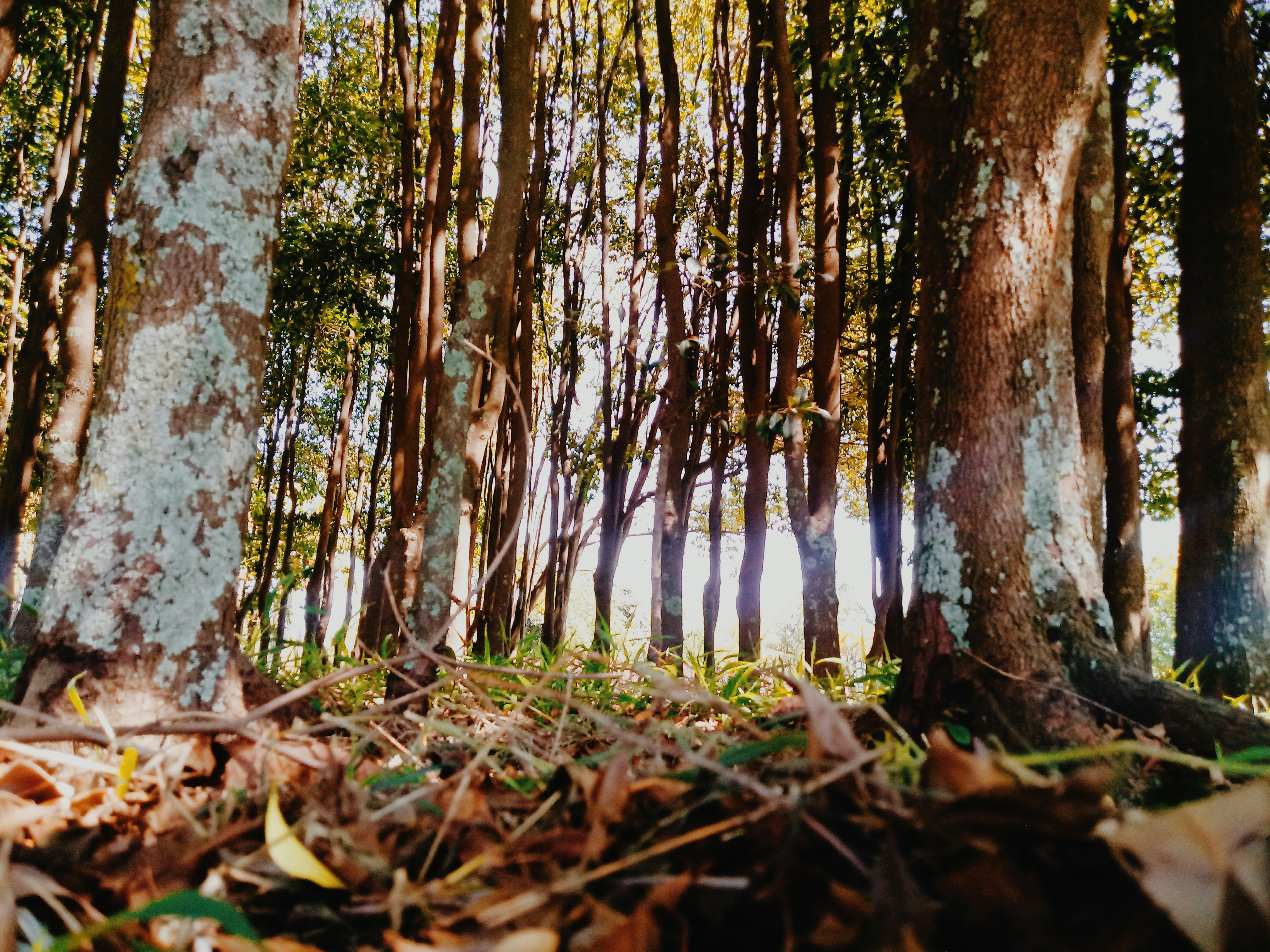 dried leaves on forest at daytime