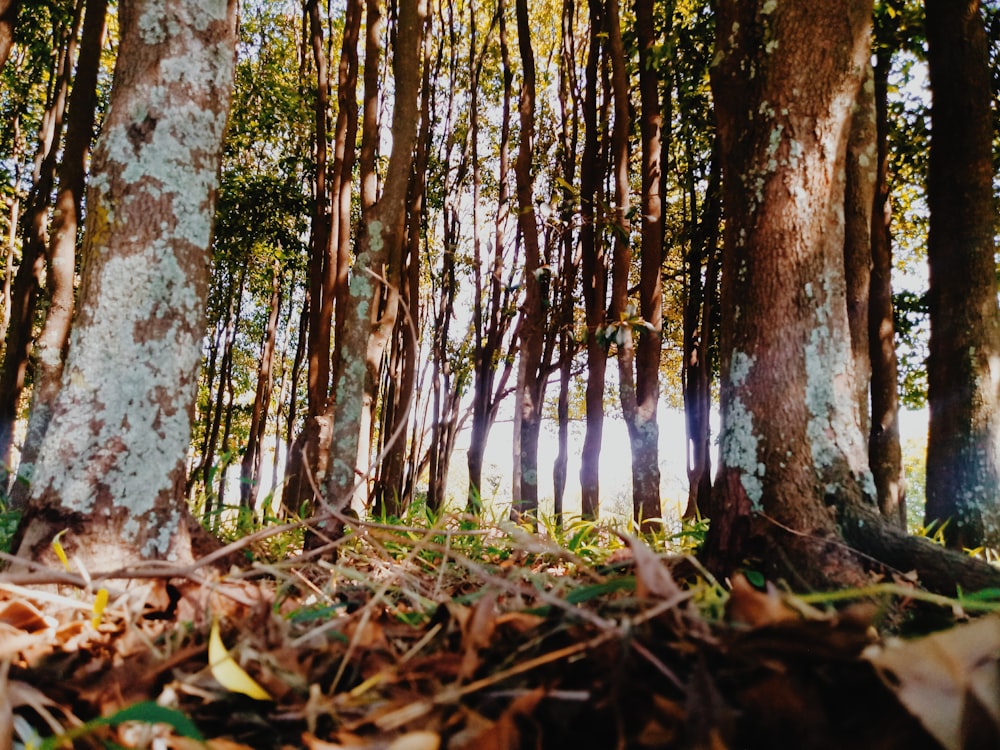 dried leaves on forest at daytime