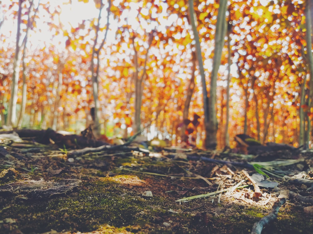 brown leafed trees