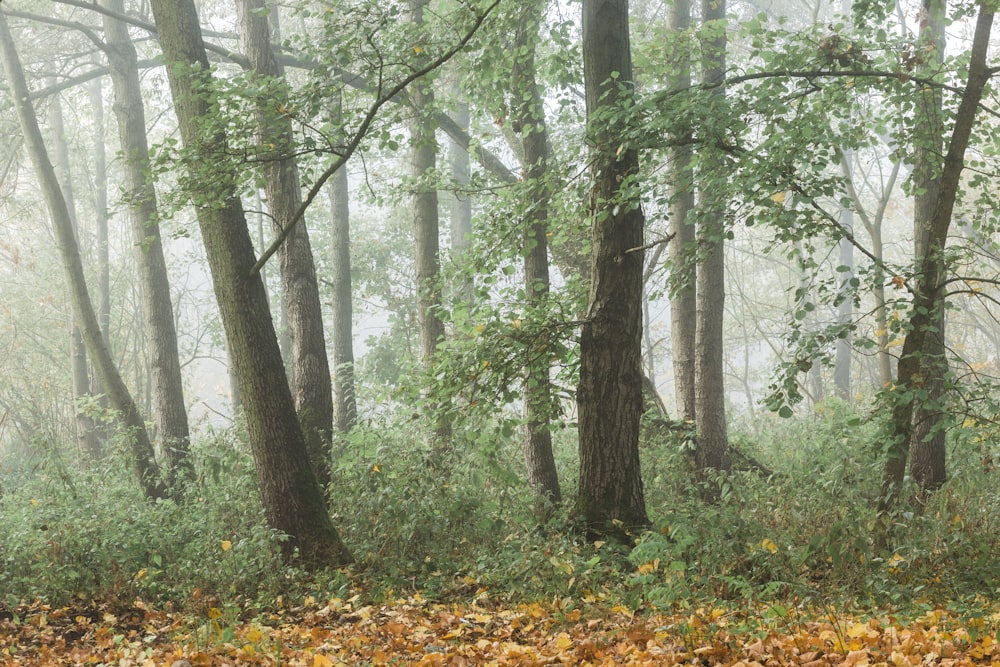 trees covered in mist during daytime