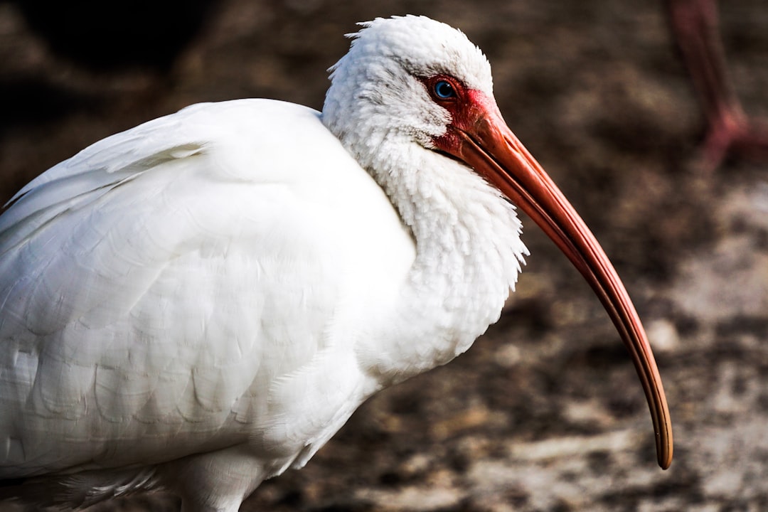American white ibis bird close-up photography