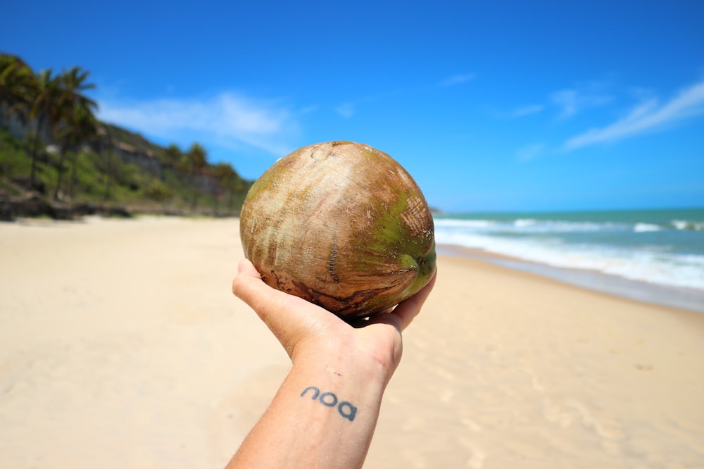 brown and green coconut