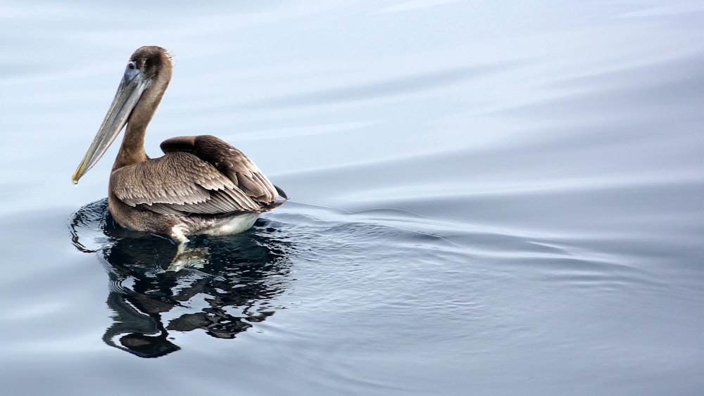 brown bird in body of water during daytime