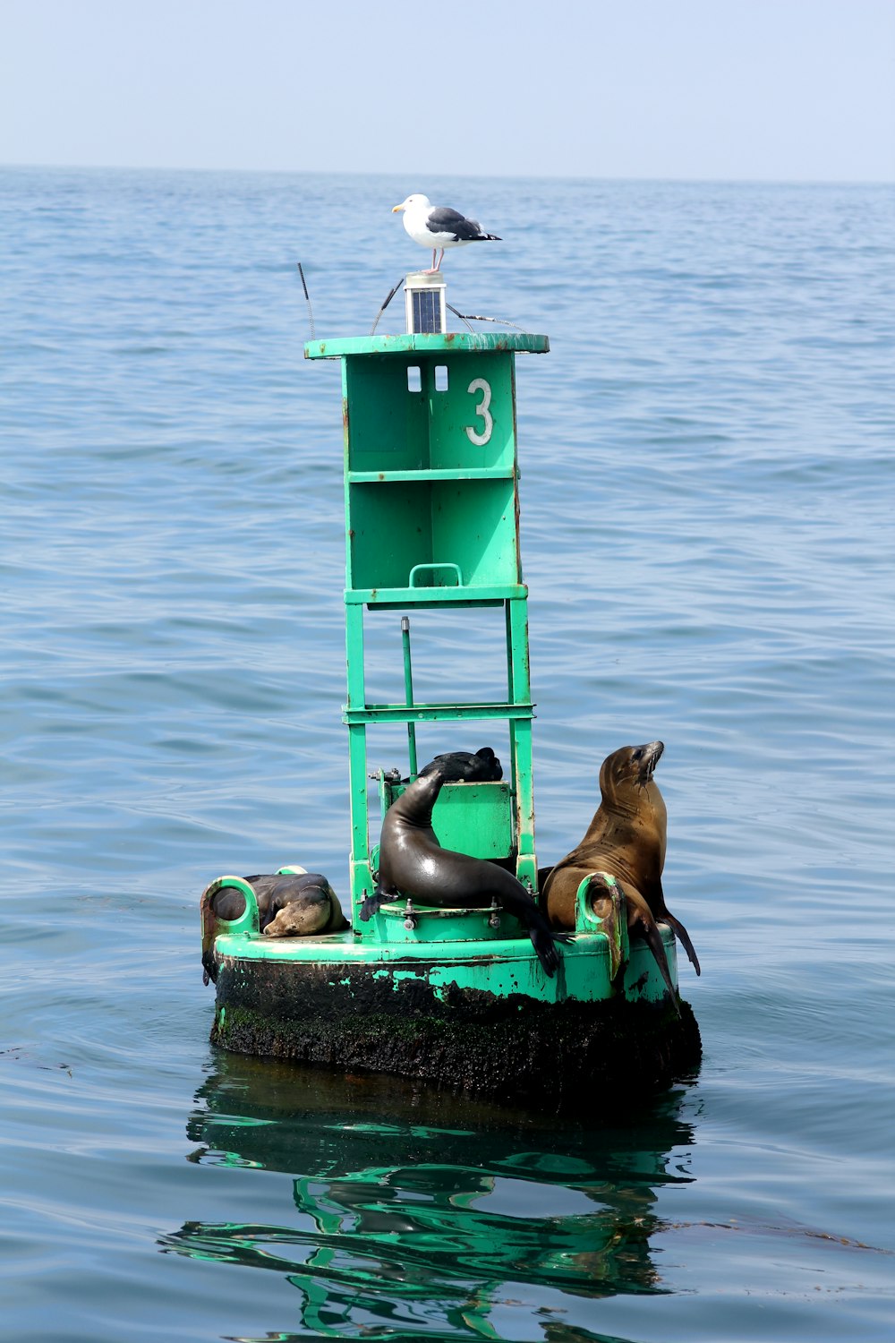 grey and black seals on buoy