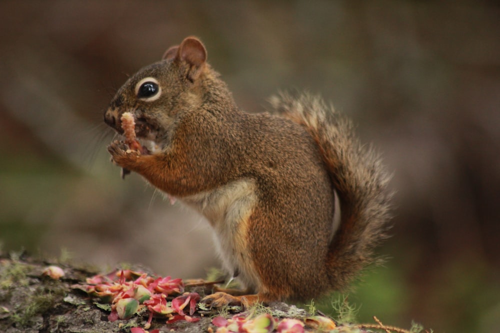 selective focus photography of squirrel