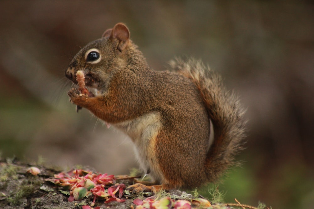 Selektive Fokusfotografie von Eichhörnchen