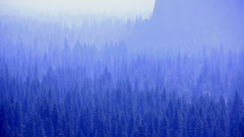 montagne avec des arbres couverts de brouillards