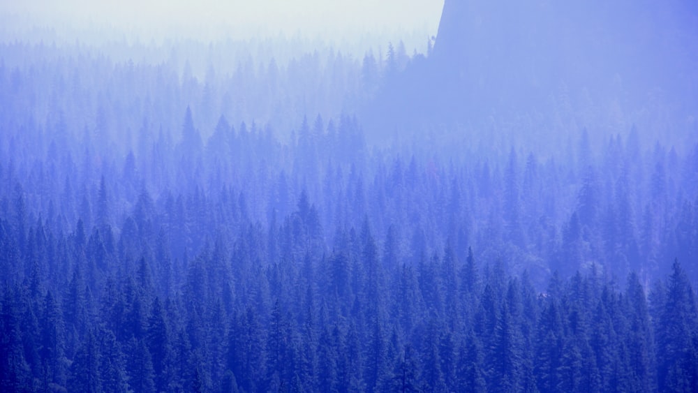 mountain with trees covered with fogs