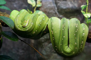 A vibrant close-up of a green tree python coiled on a branch against a soft black background.